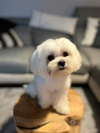 Cane maltese maschio per monta