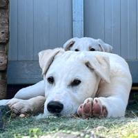 Simil Labrador (?) 4 mesi