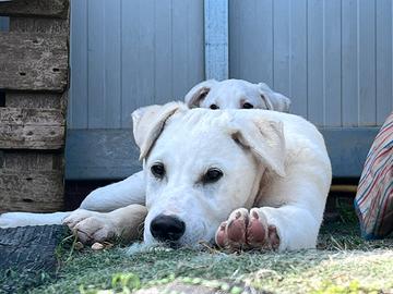 Simil Labrador (?) 4 mesi