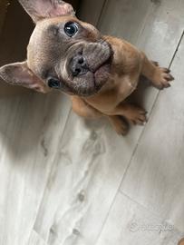 Bulldog francese