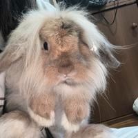 Coniglio nano ariete