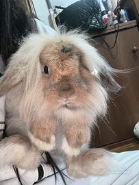 Coniglio nano ariete