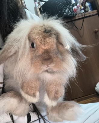 Coniglio nano ariete