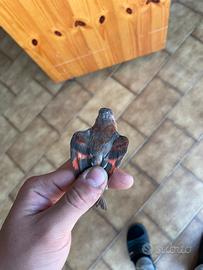 Cardinalini del venezuela