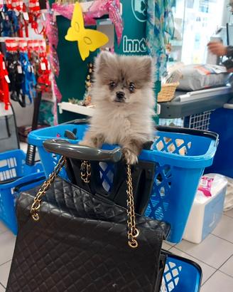 Spitz di Pomerania