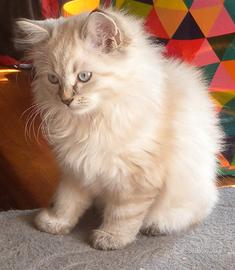 Cuccioli  di gatto  siberiano