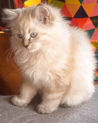 Cuccioli  di gatto  siberiano