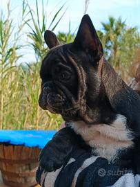 Buldog bouledogue francese
