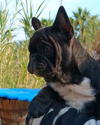 Buldog bouledogue francese