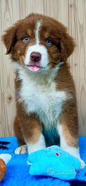Cucciolo pastore australiano pedegree