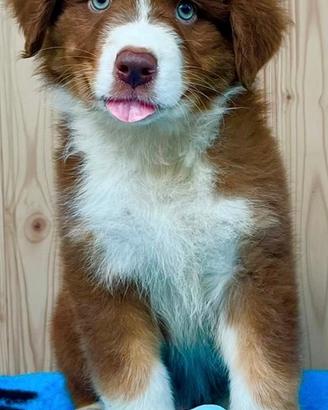 Cucciolo pastore australiano pedegree