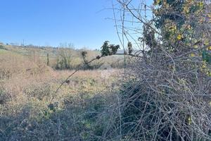 TER. AGRICOLO A RIMINI