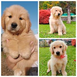 Cuccioli Golden retriever Americano