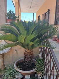 pianta: CYCAS