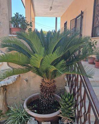 pianta: CYCAS