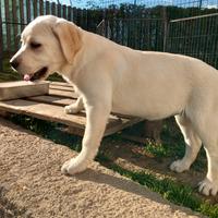 Labrador