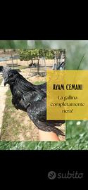 Gallina Cemani