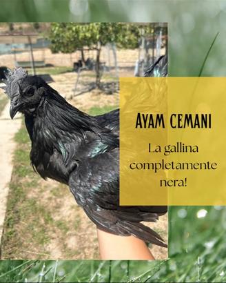 Gallina Cemani