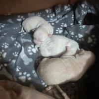 Cani Chihuahua di razza