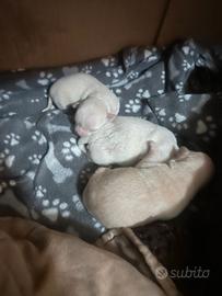 Cani Chihuahua di razza