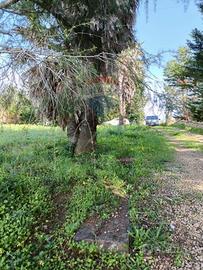 Terreno Edificabile - Caltagirone