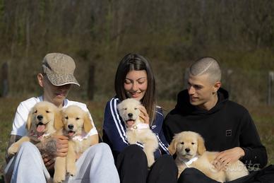 Golden Retriever american