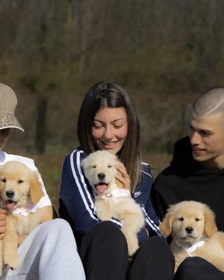 Golden Retriever american