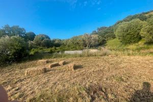 Ampio terreno agricolo-ascea paese