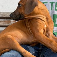 Cuccioli di razza Rhodesian Ridgeback