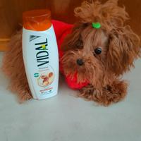 Femmina di barboncino mini