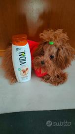 Femmina di barboncino mini