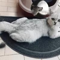Scottish fold straight