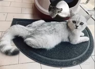 Scottish fold straight