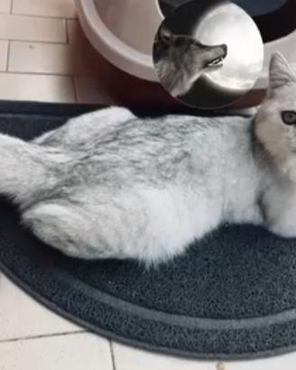 Scottish fold straight