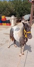 Ponyna pintalloosa