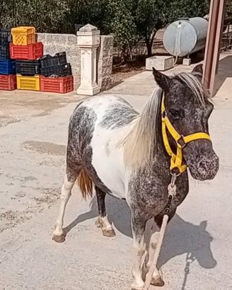 Ponyna pintalloosa
