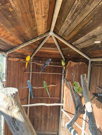 Parrocchetti dal collare