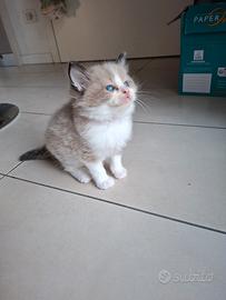 cuccioli di ragdoll senza pedigree