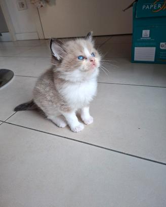 cuccioli di ragdoll senza pedigree