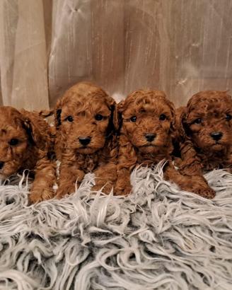 Barboncino red cuccioli