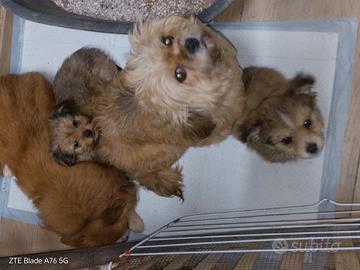 Cuccioli Chihuahua x Yorkshire