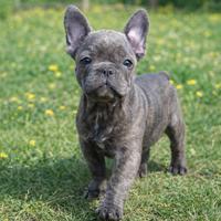 Bulldog francese