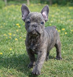Bulldog francese
