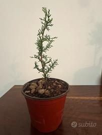 Pre-Bonsai Ginepro (bonsai Juniperus)
