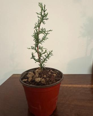 Pre-Bonsai Ginepro (bonsai Juniperus)