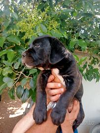 Femmina due mesi cane corso italiano pedigree ENCI