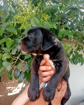 Femmina due mesi cane corso italiano pedigree ENCI