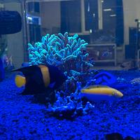 Acquario marino pesci