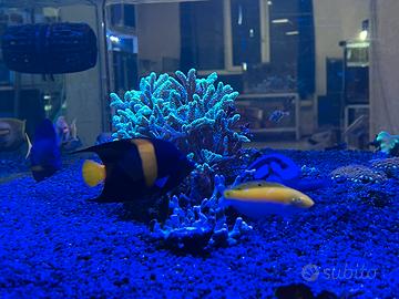 Acquario marino pesci