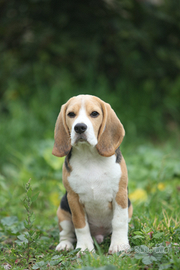 Regala un cucciolo x Nat4le, solo Femmine